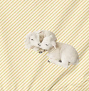 Lambs
